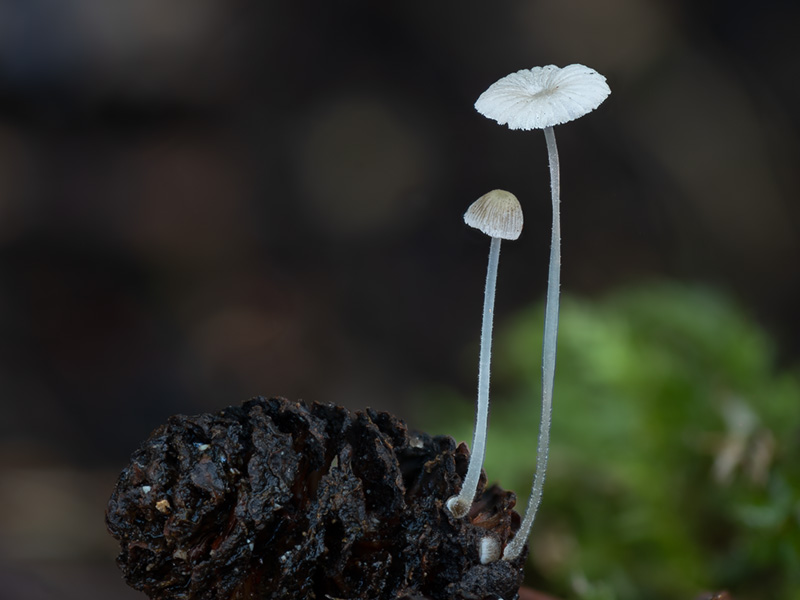 Mycena rhenana